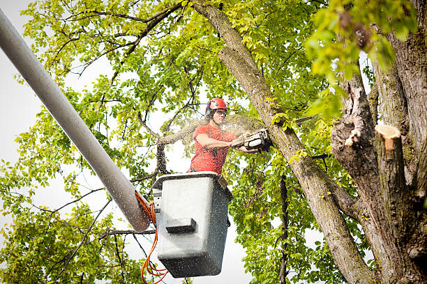 Best Arborist Consultation Services  in Fairview Shores, FL