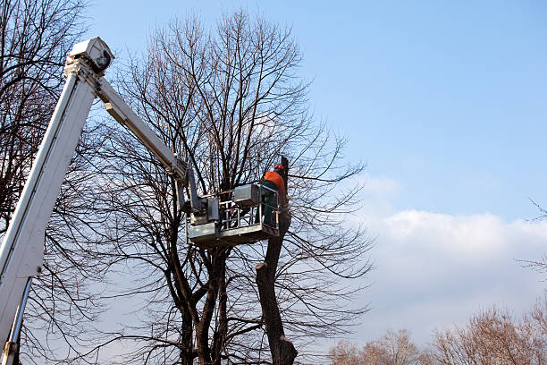 Best Emergency Tree Removal  in Fairview Shores, FL